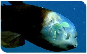 transparent fish|fish with a transparent head.